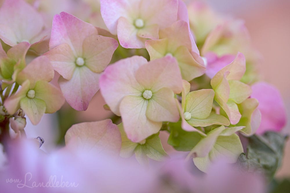 Hortensien-Blüte