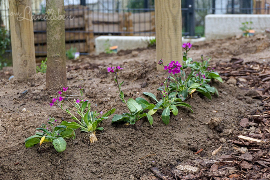 Vorgarten im März 2019