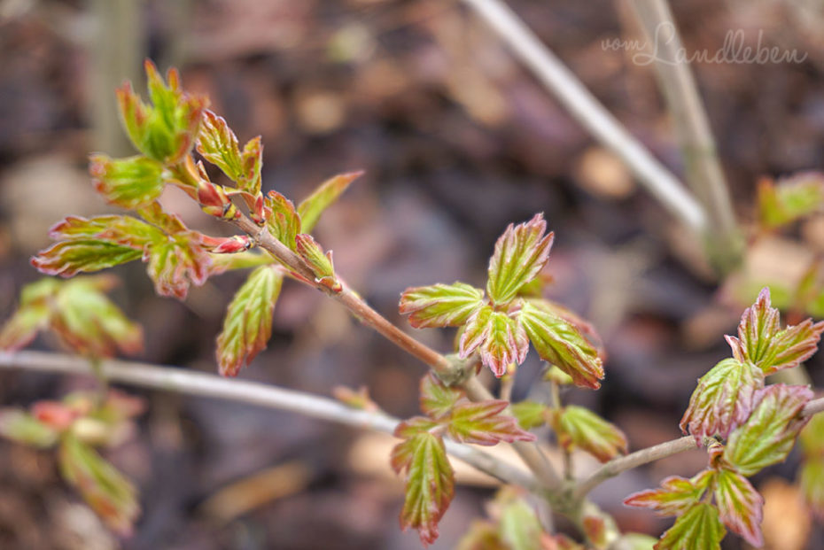 Hecke im April 2019