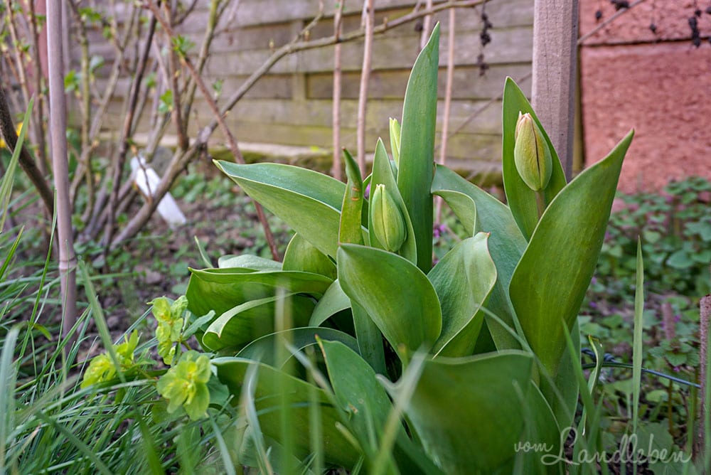 Tulpen im März 2019