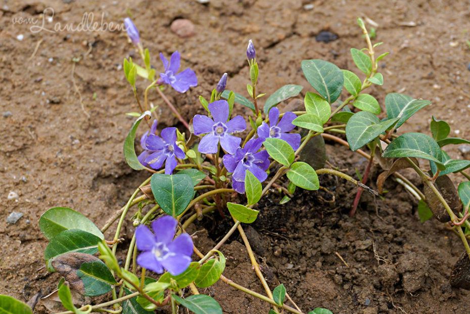 Vinca Minor