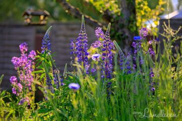 Lupinen und Silberblatt - Mai 2019