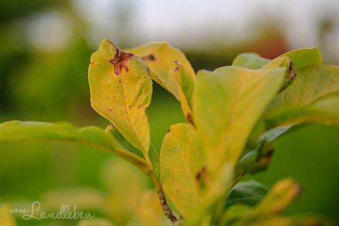 Gelbe Blätter an der Magnolie