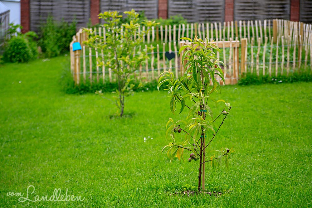 Nektarine und Magnolie im Mai 2019