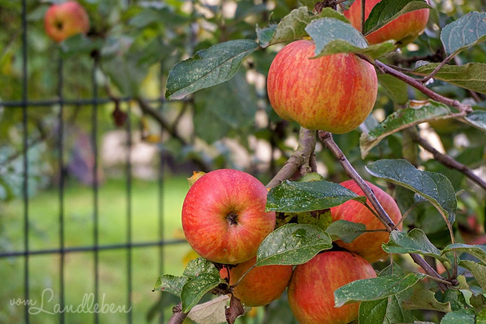 Äpfel im September 2019