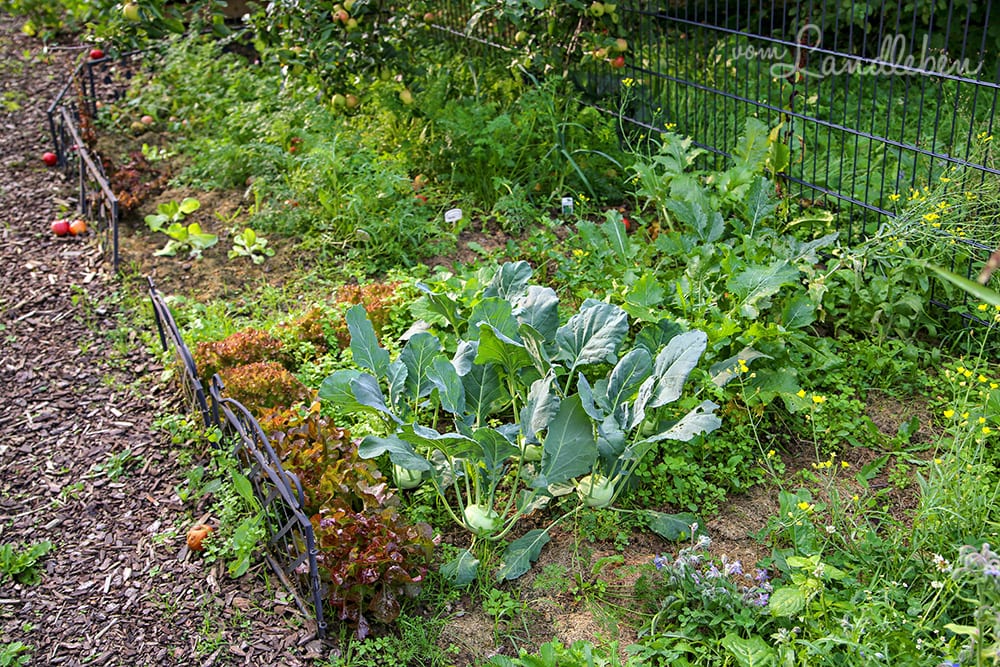 Gemüsegarten im August 2019
