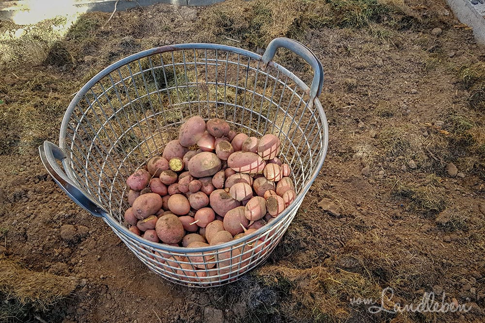 Kartoffelernte 2019