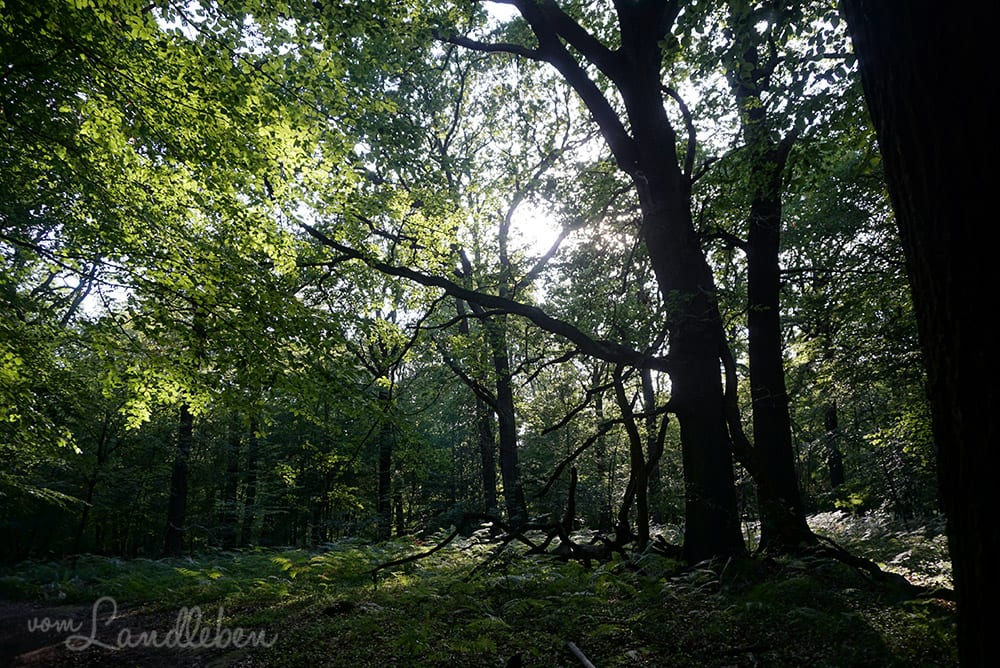 Luminar im Test - Bildbearbeitung Wald Luminar im Test - Bildbearbeitung Wald