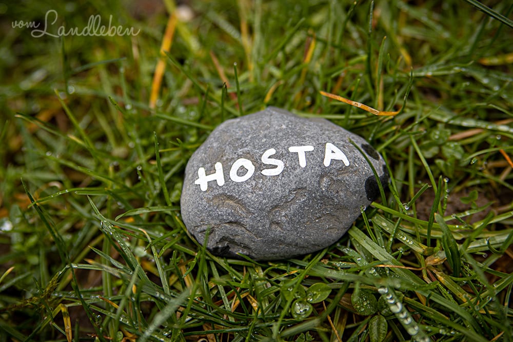 Steine beschriften als Pflanzenschild - Hosta