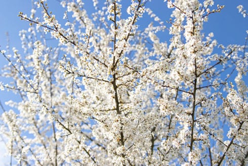 Schlehe - Blüte im März