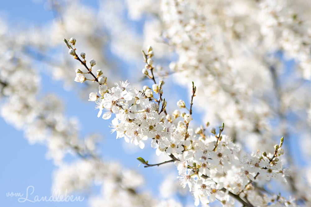 Schlehe - Blüte im März