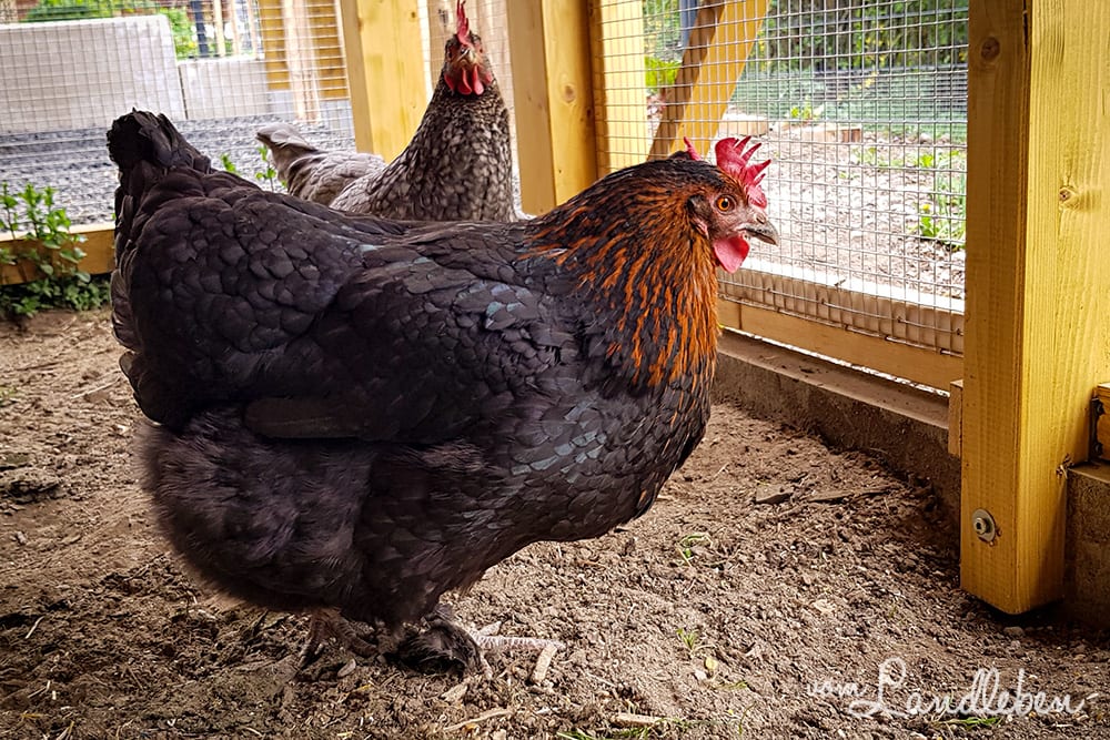 Unsere Hühner - Bertha und Eule