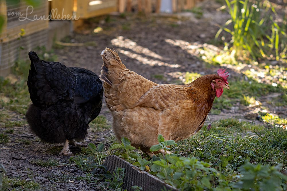 Unsere Hühner - Bertha und Lotte