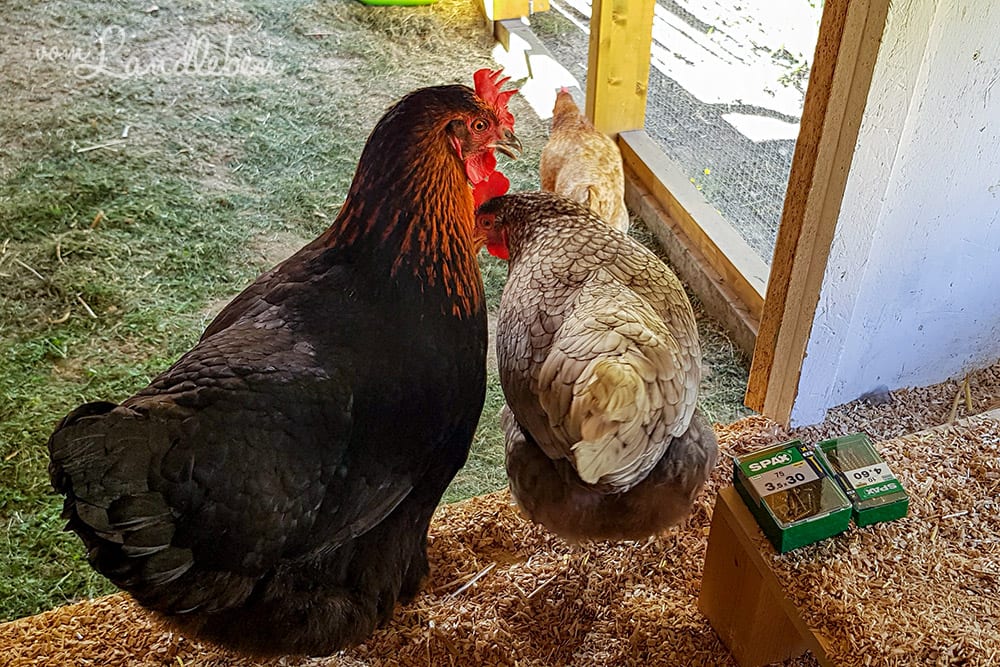 Umbau im Hühnerstall