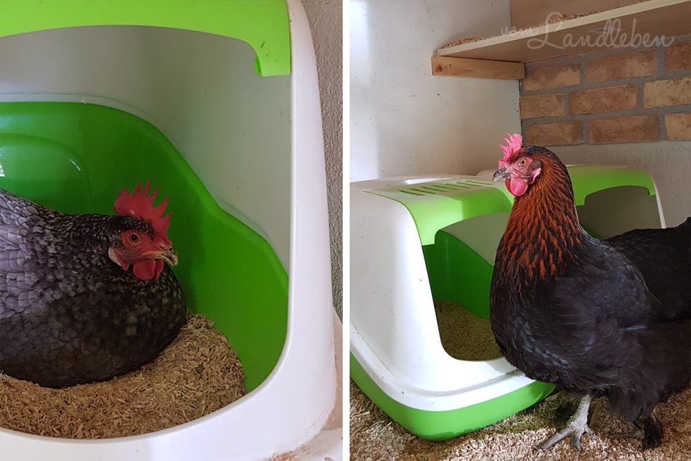 Eule und Bertha im Hühnerstall