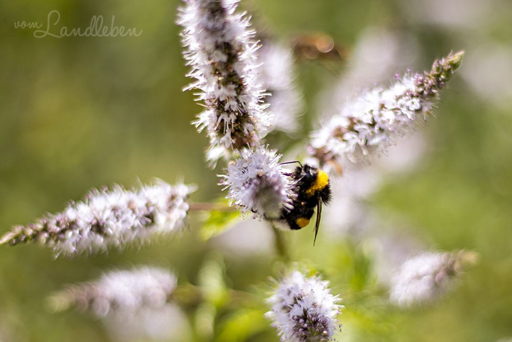 Biene an einer Minz-Blüte