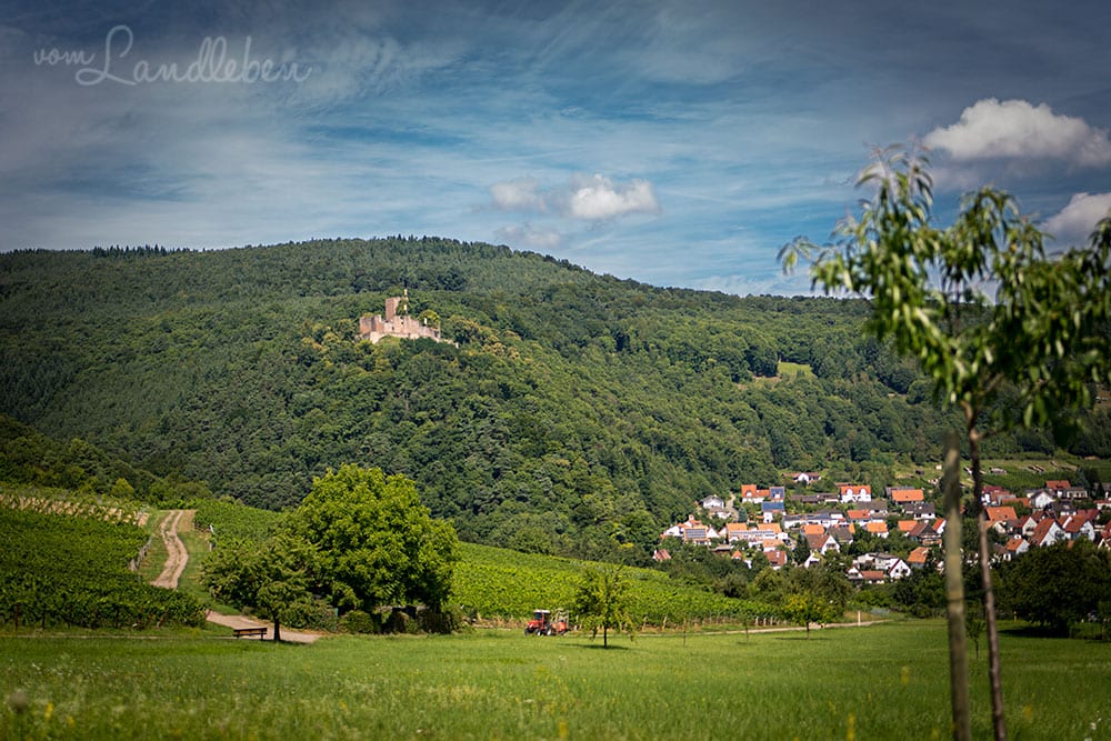 Blick auf Burg Landeck und Klingenmünster