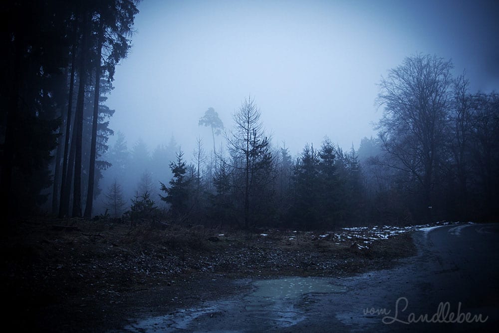 Nebel im Wald - Taunus