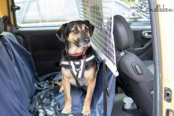 Verreisen mit Hund im Auto