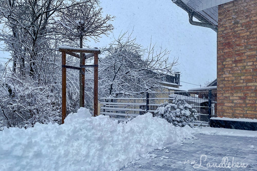 Schnee im Vorgarten - Januar 2021