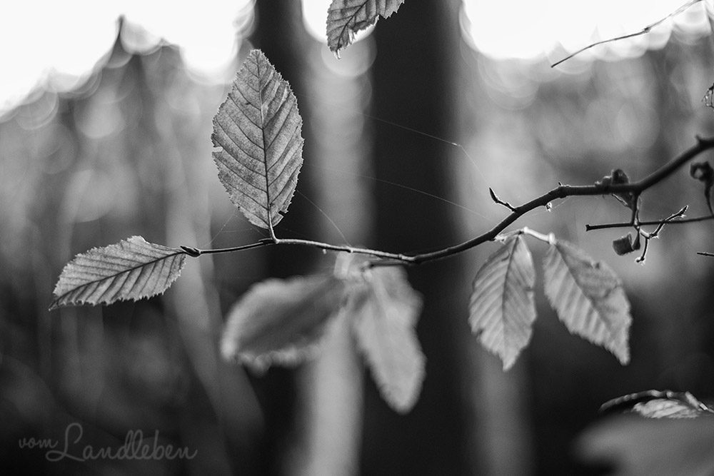 Waldfotografie - Blätter