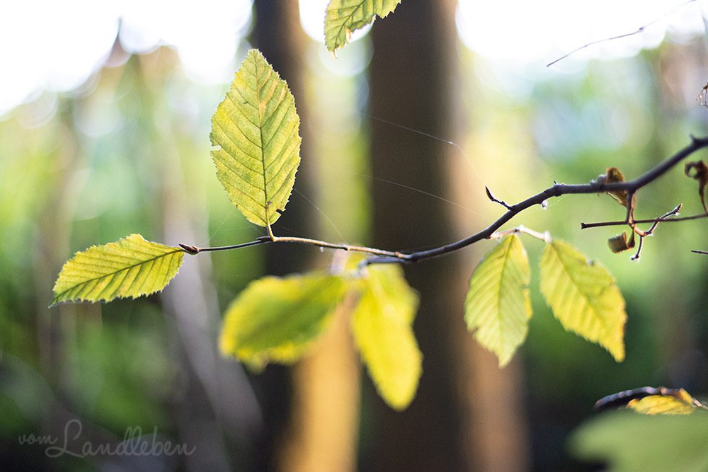 Waldfotografie - Blätter