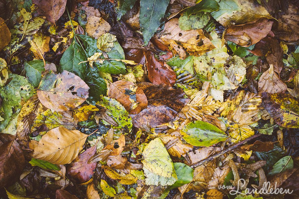 Waldfotografie - Herbstlaub