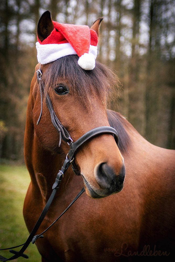 Dolida - Pferd mit Weihnachtsmütze