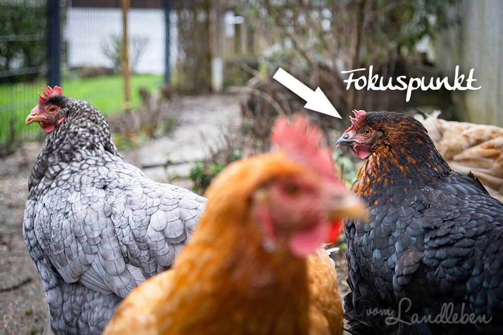 Fokuspunkt setzen beim Fotografieren