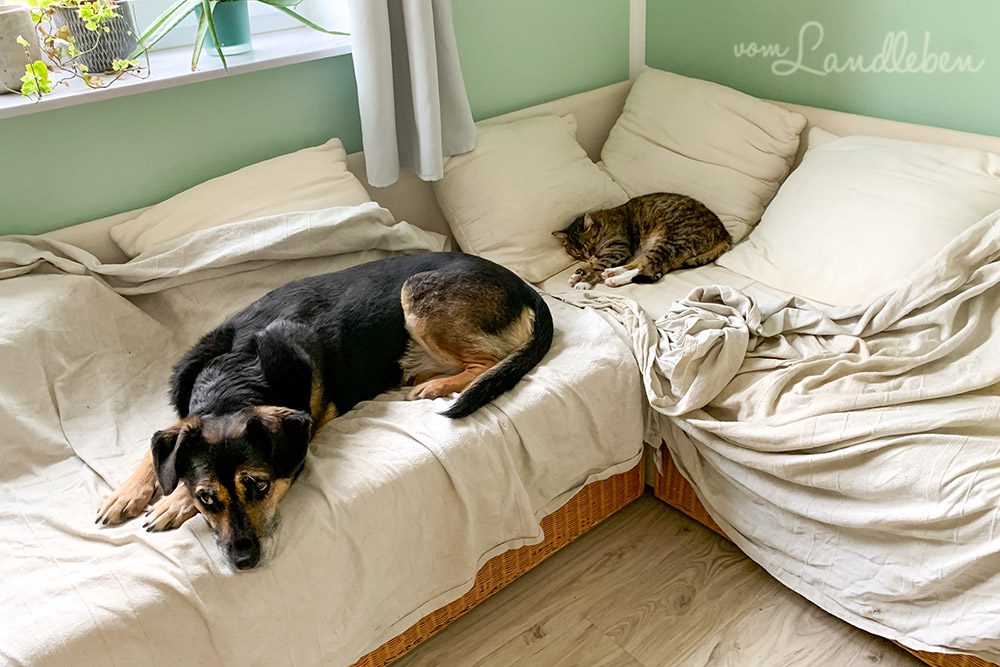 Hund und Katze auf dem Sofa