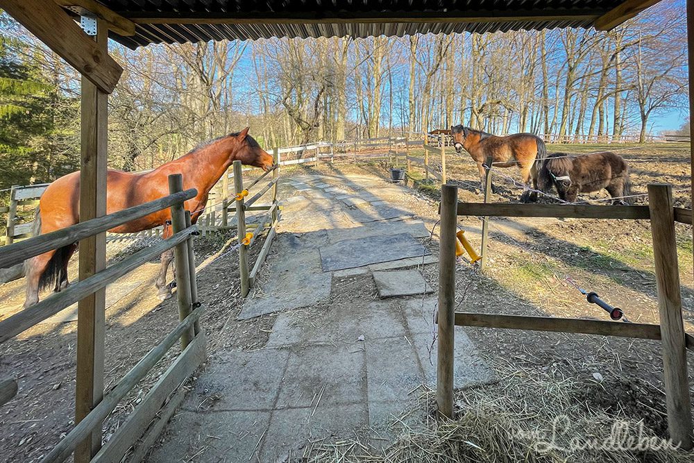 Pferde vergesellschaften - Dolida, Rufus und Elfi