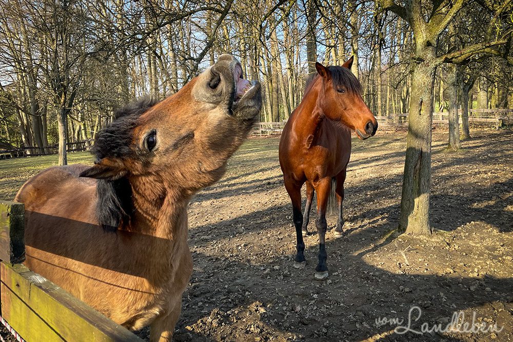 Pferde vergesellschaften - Dolida und Rufus