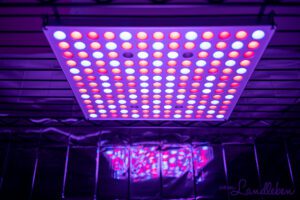 LED-Pflanzenlampen für eine Anzuchtstation