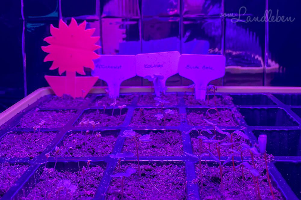 Pflanzenanzucht im Februar: Pflücksalat, Kohlrabi, Bunte Bete