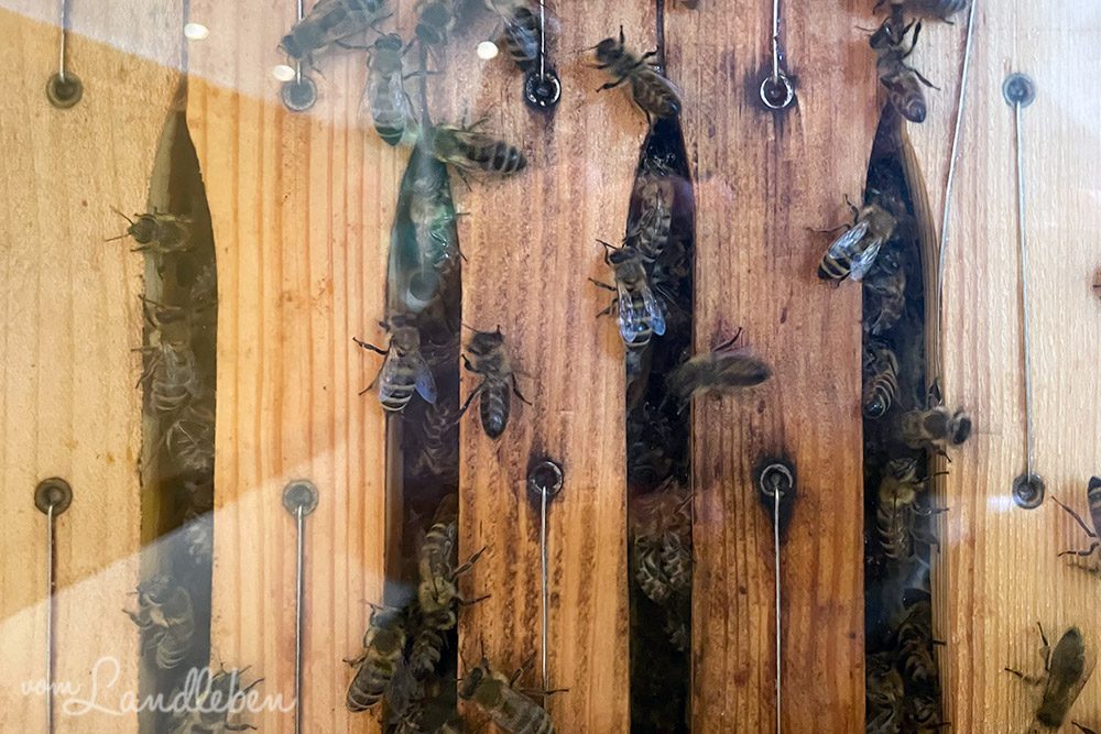 Bienen im Bienenkasten