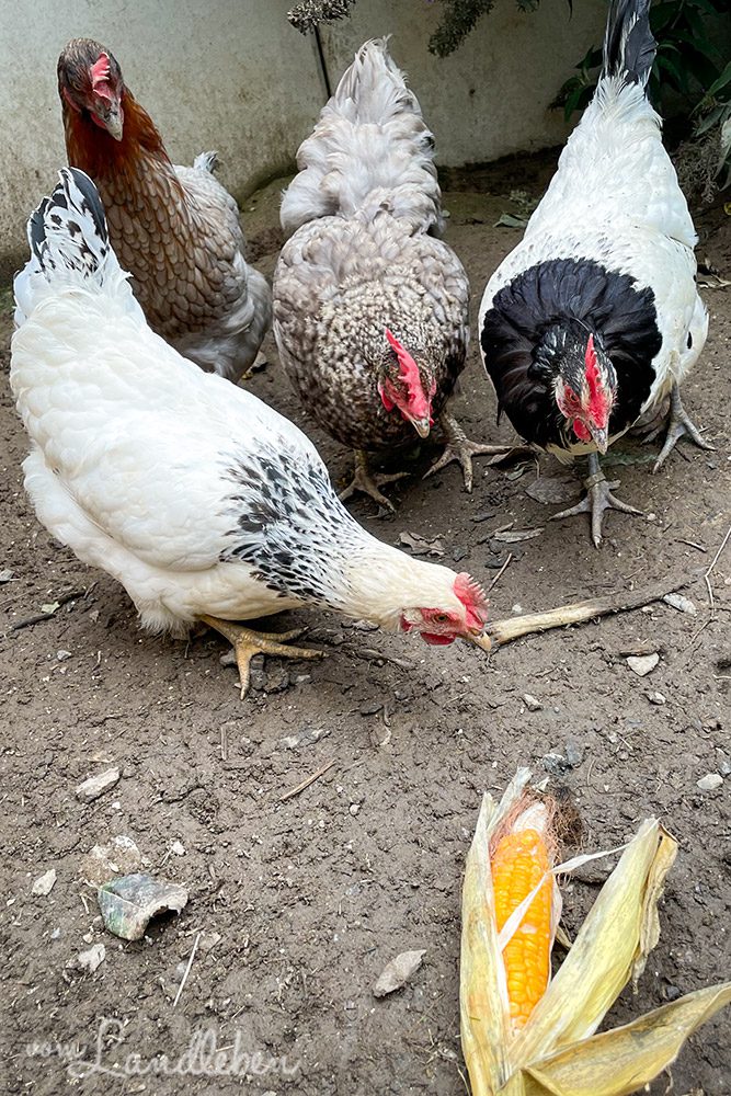 Maiskolben für unsere Hühner