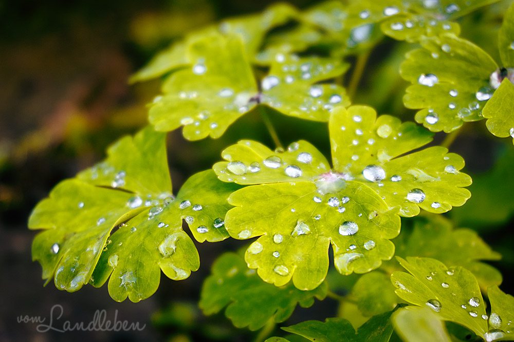 Regentropfen auf Akelei-Blättern