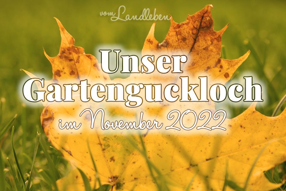 Gartenguckloch im November 2022