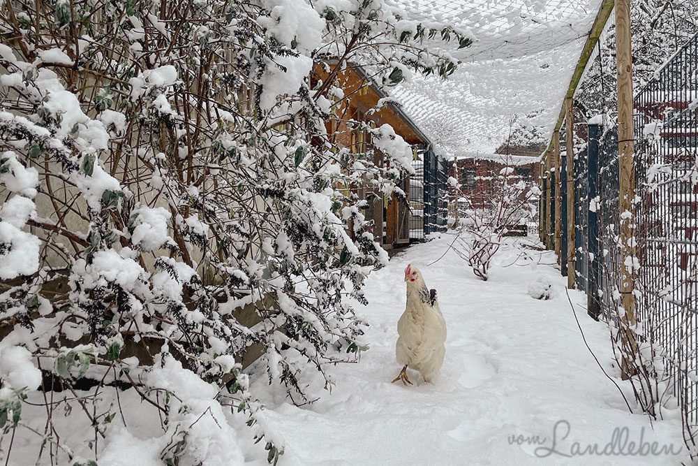 Huhn im Schnee