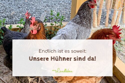 Unsere Hühner sind da!