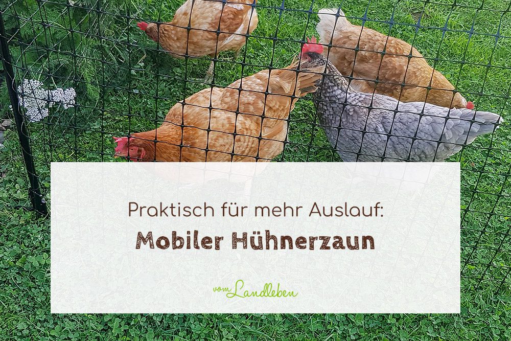 Mobiler Hühnerzaun - praktisch für mehr Auslauf