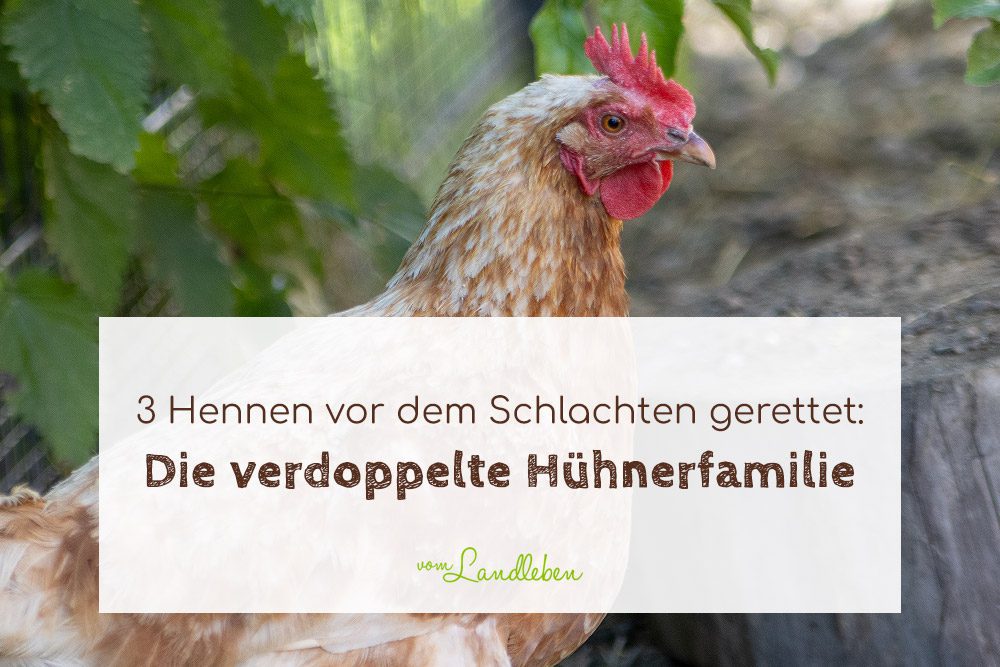 Verdoppelte Hühnerfamilie - 3 Hennen gerettet