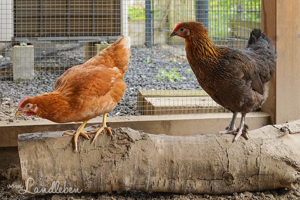 Neue Hühner: Gerda und Peggy