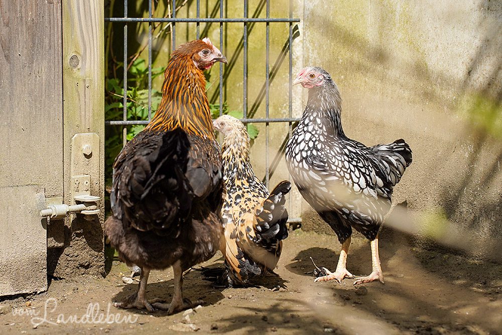 Neue Hühner: Peggy, Gabi und Zelda