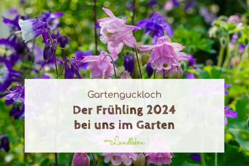 Frühling 2024 bei uns im Garten