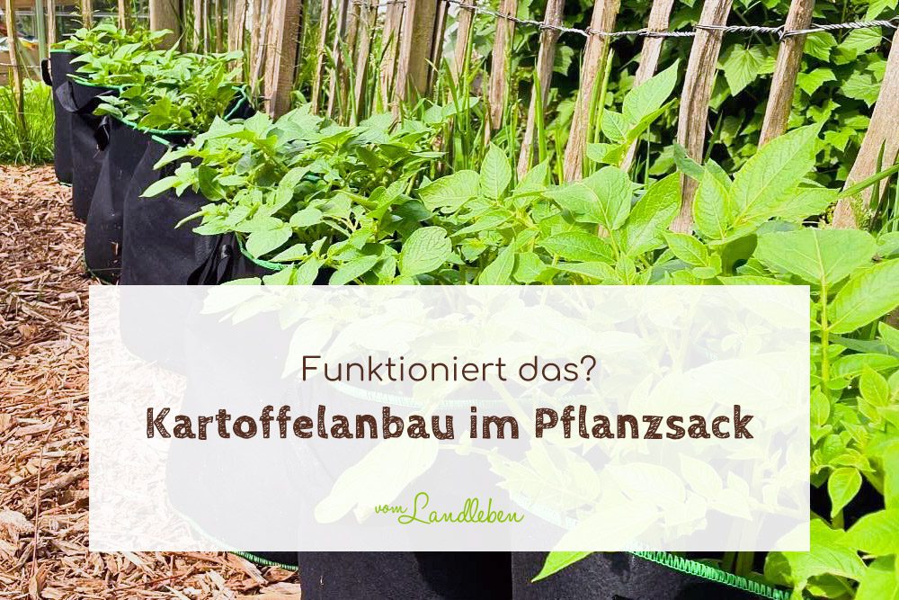 Kartoffelanbau im Pflanzsack