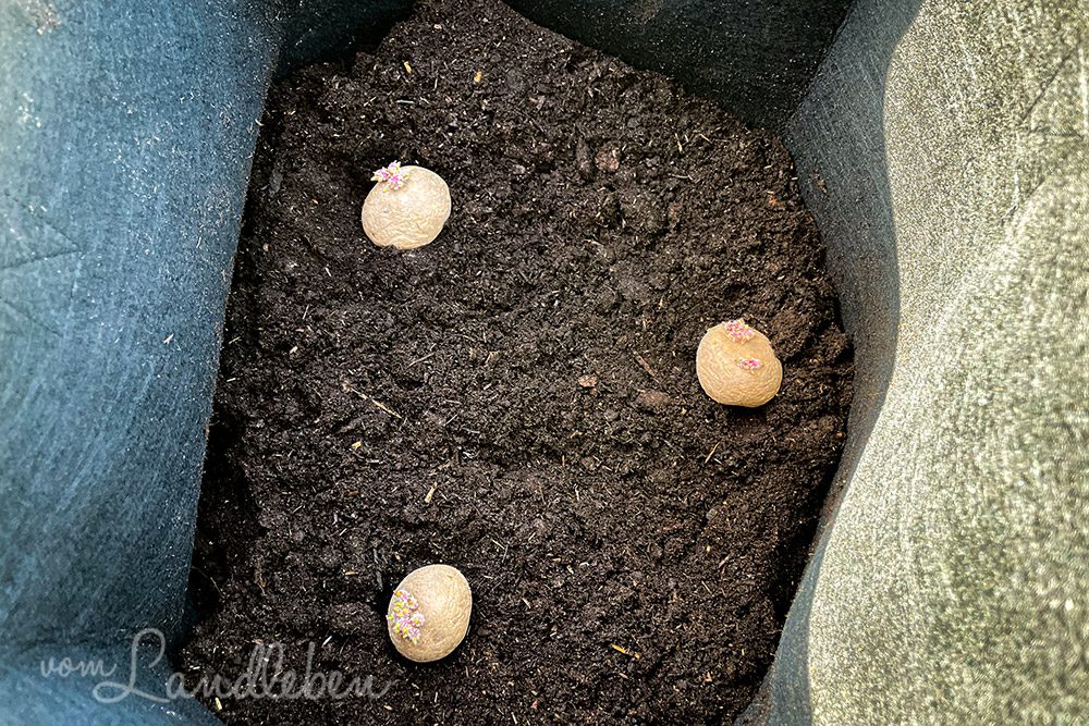 Kartoffeln setzen im Pflanzsack