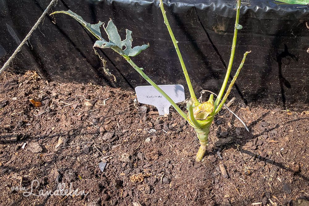 Von Schnecken abgefressener Kohlrabi