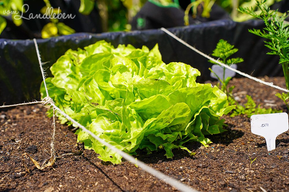 Kopfsalat anbauen