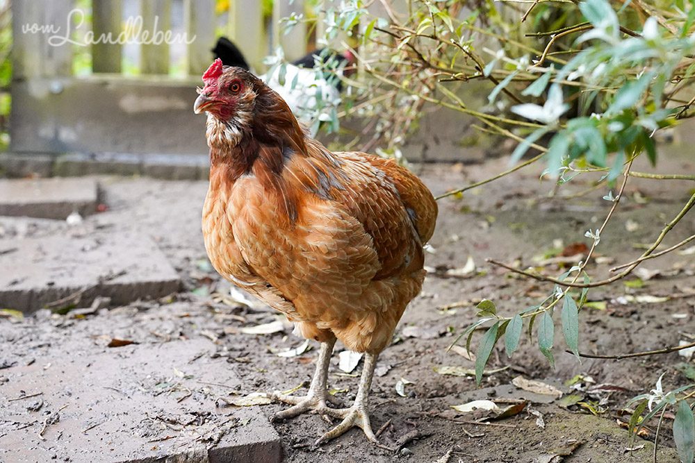 Araucana-Henne Ute Trude